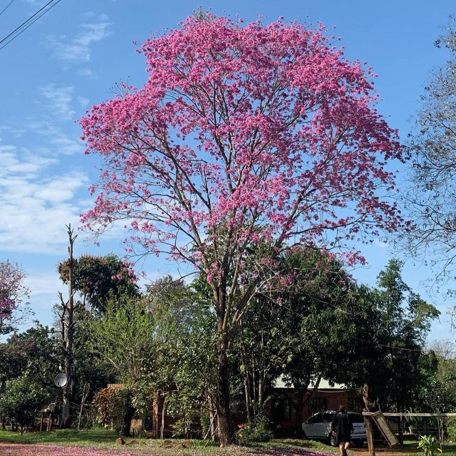 La Nona Hotel Puerto Iguazú Eksteriør billede